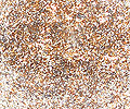 12-uhani-pikice-bronasti-detail