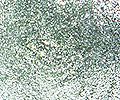 12-uhani-pikice-srebrni-detail