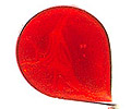 01-uhani-cvet-oranzni-detail