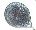01-uhani-cvet-srebrni-detail