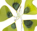 03-uhani-vetrnice-zeleni-detail