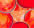 09-uhani-kratki-krog-oranzni-detail